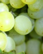 Grape Flavour E-Liquid Juice