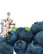 Cherub Blueberry Menthol E Liquid Juice
